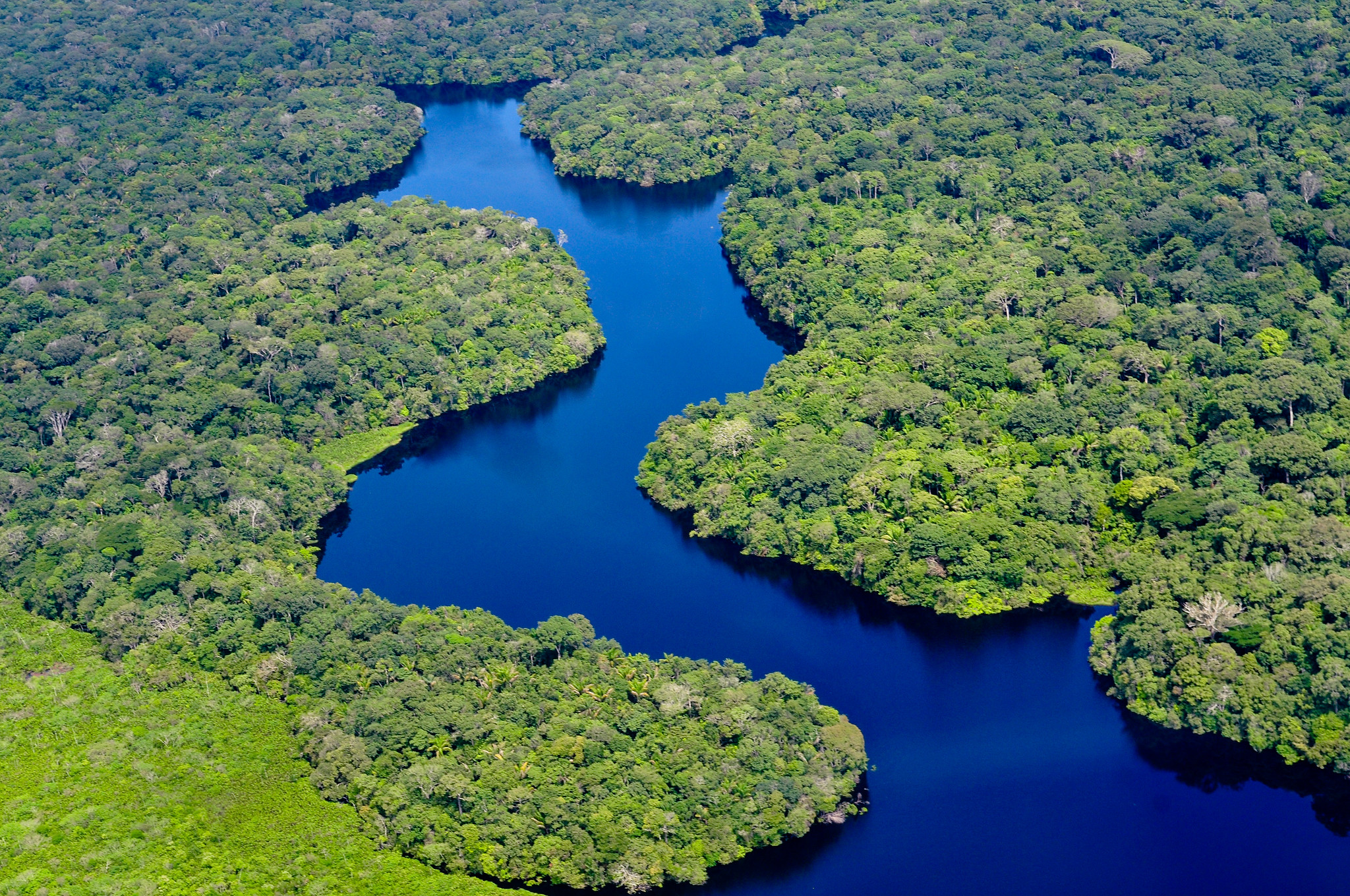 Loof- en naaldbossen nu belangrijker dan tropisch regenwoud voor CO2-opslag